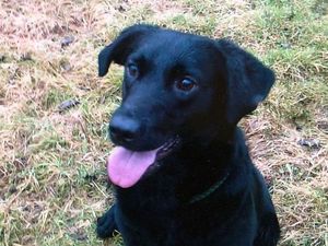 Supporting image for story: Sadness as former Wednesbury based international search and rescue dog Mac dies