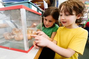 Bethany Williams, six, and Milo Higgins, seven, inspect the hatching eggs