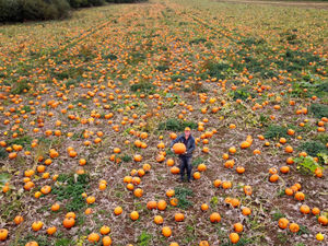 Supporting image for story: Pumpkin patches don't come much bigger than this one at Oswestry farm