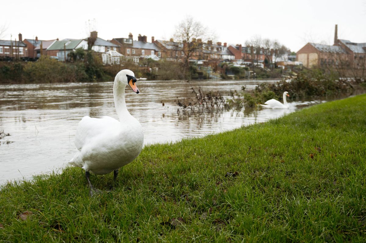 Flood warnings issued across Shropshire as river levels rise after heavy rain - towpath also closed in Shrewsbury