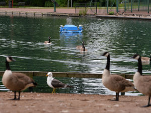 Supporting image for story: West Park lake aerator moved after goose's leg 'shredded' 