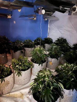 Over 40 cannabis plants were found at the address