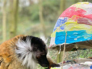 Supporting image for story: Money Saving Amy: Happy returns to the zoo with voucher deal