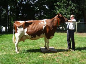 Supporting image for story: Shropshire farming couple forced to sell off their herd because of falling milk prices