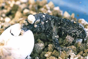 Supporting image for story: Chester Zoo captures rare footage of tuatara hatching from its egg
