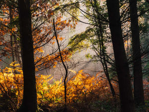 Supporting image for story: Money Saving Amy: Following footsteps of Harry Potter in the forest