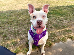 Stella is just two years old and is a Staffordshire Bull Terrier cross. Pic: RSPCA