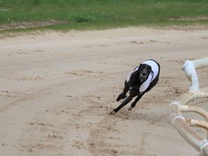 Supporting image for story: Hopes puppy Syd fulfils potential at Monmore Green