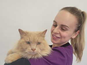 Supporting image for story: Search for owner of well-fed cat who has been roaming the streets of Bridgnorth