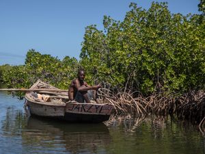 Supporting image for story: African countries turning to mangrove forest projects to combat climate woes