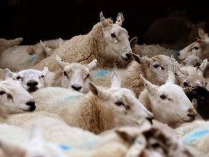 Supporting image for story: Trouble sleeping? Try sheep’s clothing instead of counting sheep