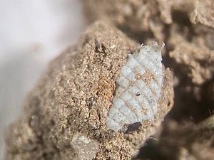 Close-up photo of microplastic in soil