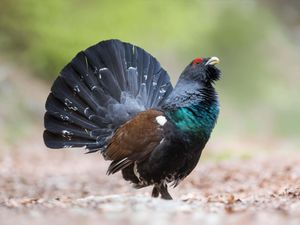 Supporting image for story: Police patrol national park to help protect endangered capercaillies
