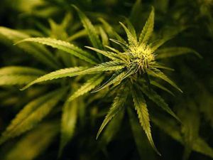 Supporting image for story: ‘Foolish’ elderly cannabis couple are spared jail