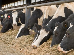 Supporting image for story: Wynnstay campaign to help farmers maximise quality of forage