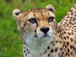 Supporting image for story: ‘Wonderful’ moment as zoo welcomes arrival of first cheetah for 24 years