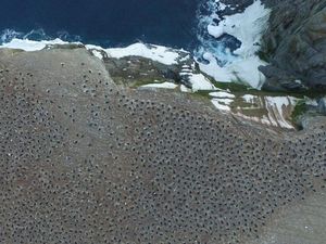 Supporting image for story: See the incredible drone photos of a penguin ‘supercolony’ discovered in remote Antarctic island