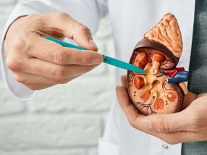 Supporting image for story: Study pinpoints reason why transplanted kidneys can be rejected, scientists say