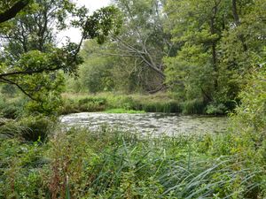 Supporting image for story: Shropshire community farm is appealing for help to construct a bird hide - how you can help