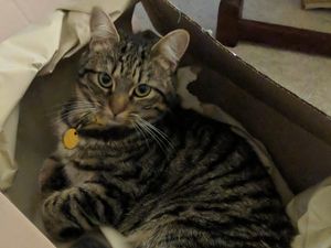 Supporting image for story: Wolverhampton cat owner devastated as two-year-old pet dies after pellet gun attack