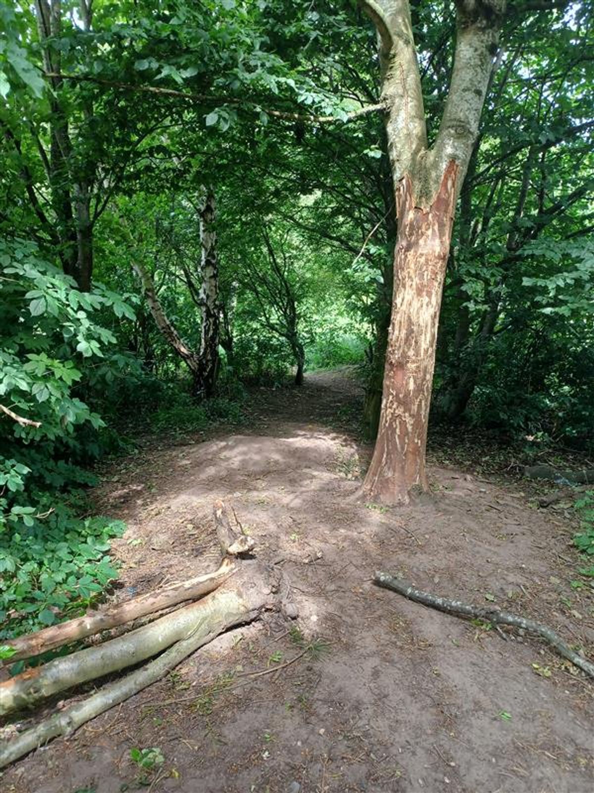 Appeal after children strip trees and damage Telford woodland with bike jumps