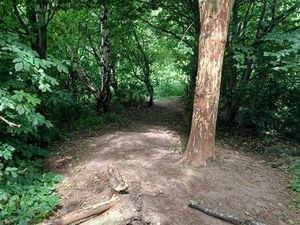 Supporting image for story: Appeal after 'children' strip trees and damage Telford woodland with 'bike jumps'