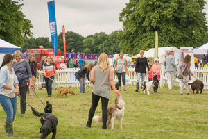 DogFest. All pictures from: https://dog-fest.co.uk/cheshire