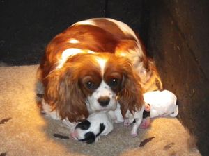 Supporting image for story: Express & Star comment: Ignore the signs and take blame