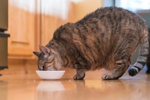 Maintaining a healthy weight and staying active can reduce the risk of illness, improve mobility, and boost a pet’s overall happiness.