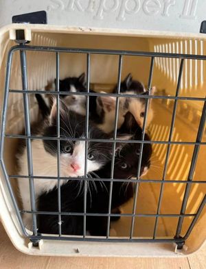 Eight black and white kittens were dropped off at Shropshire Cat Rescue on Tuesday. Photo: Shropshire Cat Rescue/Facebook.