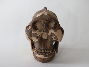 Supporting image for story: This is the species that gave humans genital herpes