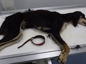 Supporting image for story: Dog dumped in 'absolute agony' with fractured skull and broken back