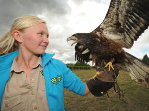 Supporting image for story: Eagle has landed at Wild Zoological Park