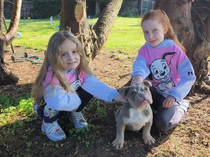 Supporting image for story: Family in Telford launches desperate bid to save Cooper the dog with a broken heart