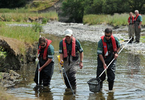River Teme fish rescue in Leintwardine, 2013