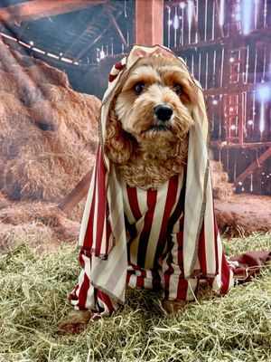 Buddy as Joseph from Sheffield. 