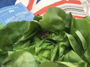 Supporting image for story: Aldi shopper finds cheeky frog hidden in her lettuce