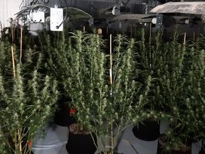 Supporting image for story: Arrest after £200,000 cannabis farm found on industrial estate