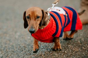 Festive Sausage Dog meet up and walk at The Quarry in Shrewsbury. Organised via Shrewsbury Sausage Social