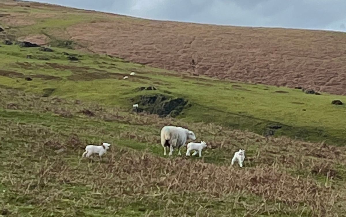 Third case of bluetongue virus in Shropshire confirmed at county farm
