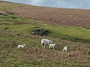 Supporting image for story: Liberal Democrat led Powys cabinet to agree consultation on the new farm estate policy
