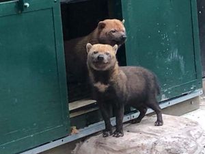 Supporting image for story: Meet Twenké and Dora – Dudley Zoo's new bush dogs