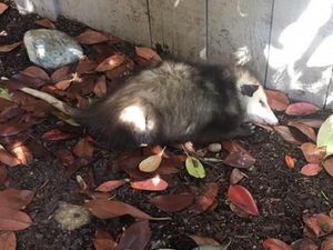 Supporting image for story: This possum had one hell of a nap after accidentally licking leaves covered with cannabis oil