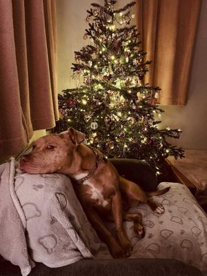 Hope celebrates Christmas in her new home