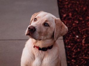 Supporting image for story: Research reveals UK’s most popular dog names - does your dog's name make the list?