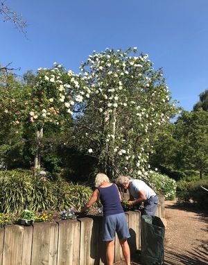 The garden has been thriving in the sun
