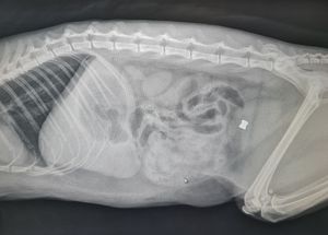 The pellet was discovered during surgery on Luna