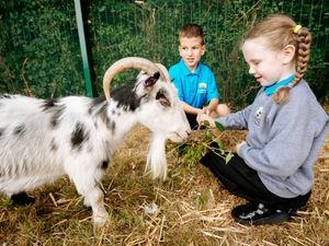 Supporting image for story: Two new pygmy goats join pupils as new arrivals at Market Drayton school
