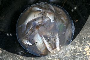 The fish appeared in good health despite more than two months in the field