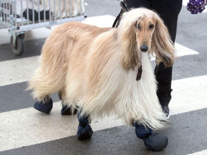 Supporting image for story: Crufts 2018: Highlights of the final day at the Birmingham NEC event